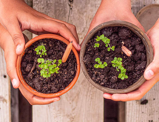 Avis et prix crayons à planter SPROUT WORLD