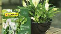 Solutions plantes vertes Algoflash