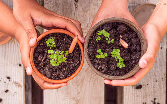 Avis et prix crayons à planter SPROUT WORLD