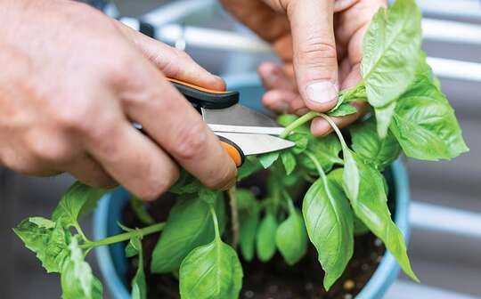 Nouveaux ciseaux de récolte Fiskars 