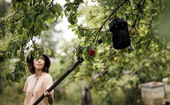 Nouveaux cueille-fruits Quikfit et UP80 Fiskars 