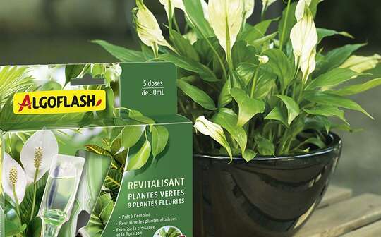 Solutions plantes vertes Algoflash