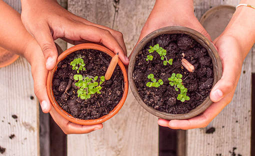Avis et prix crayons à planter SPROUT WORLD