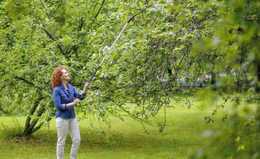 Test et avis coupe branches UPX86, UPX82 et UP69 Fiskars
