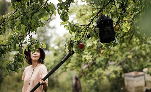 Nouveaux cueille-fruits Quikfit et UP80 Fiskars 