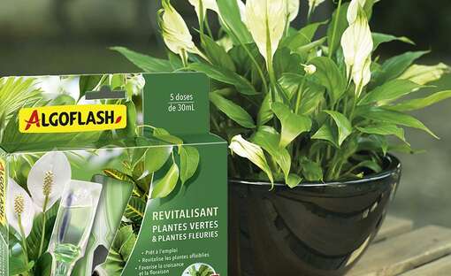 Solutions plantes vertes Algoflash