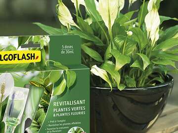 Solutions plantes vertes Algoflash