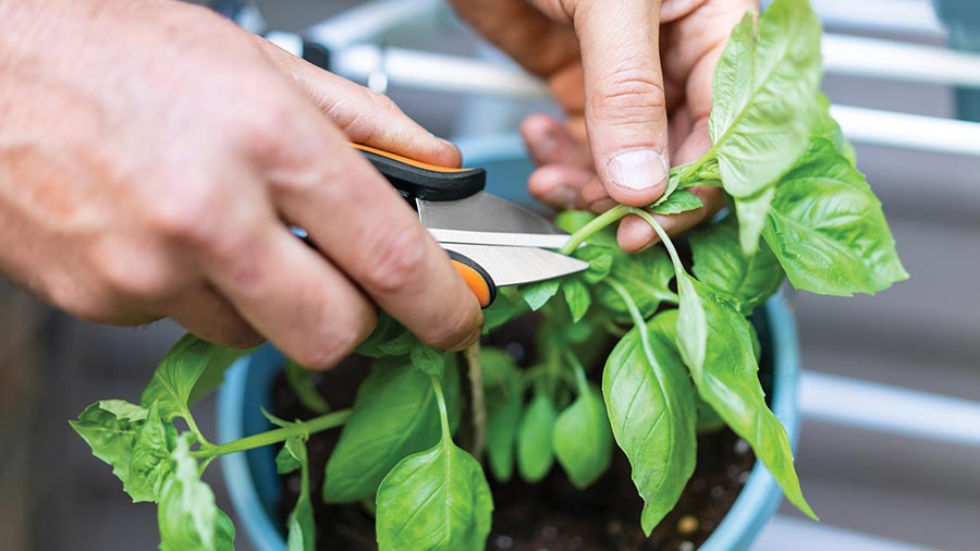 Ciseaux pour fines herbes - Ciseau